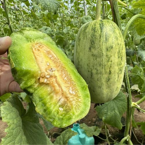南瓜果批发与果品蔬菜批发 一站式采购指南