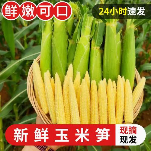 鲜甜玉米笋 从批发到餐桌的迷你美味
